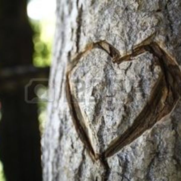 10190625 symbole de coeur sculpt dans un tronc d arbre