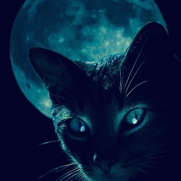Chat lune