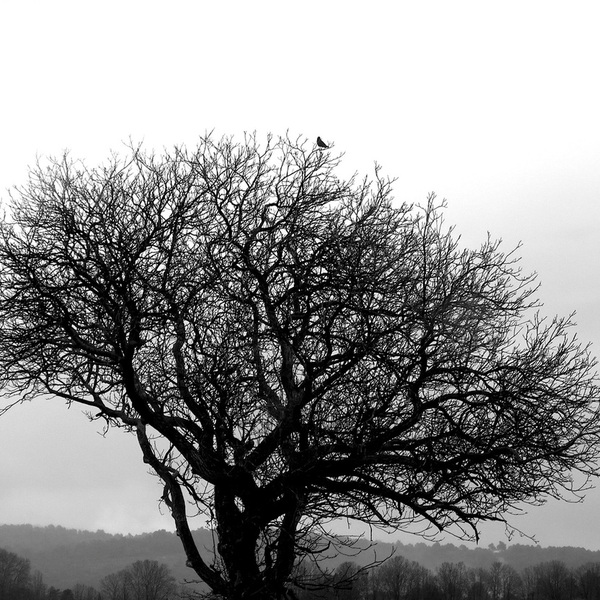 Ob 22b70e arbre triste suicide pendaison helenes