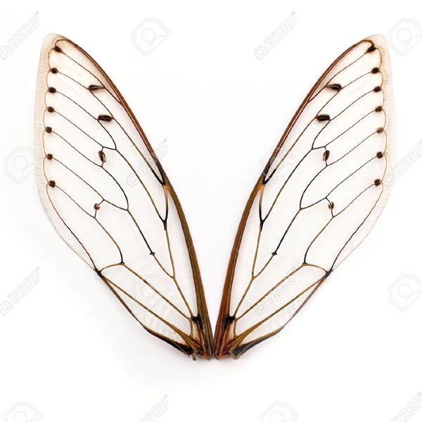 14446859 une paire d ailes d insectes cigales banque d'images