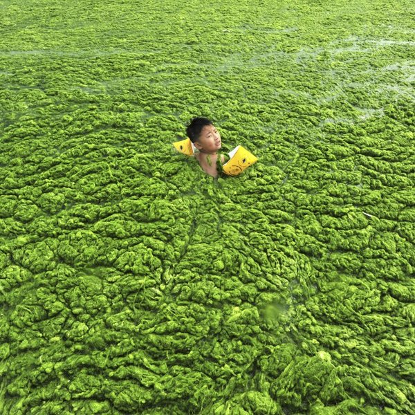 Algues vertes en chine