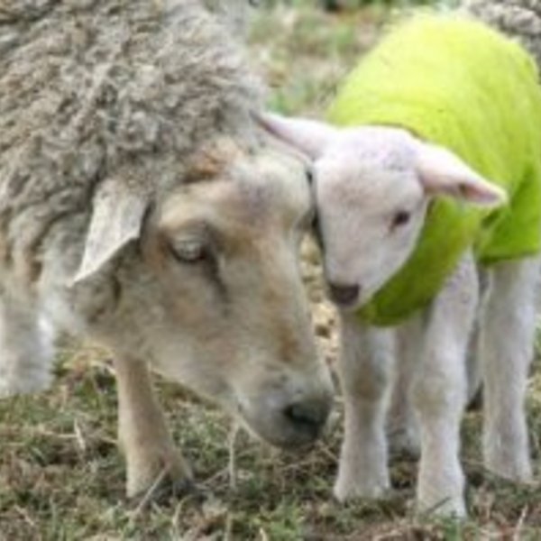 Lamb baby lambs 243137 m
