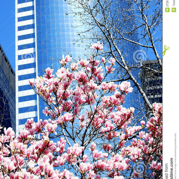Gratte ciel et magnolias 27261165