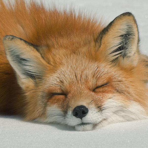 Sleeping fox by krankeloon small