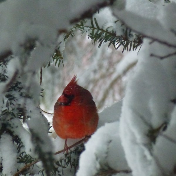 Snowstorm cardinal