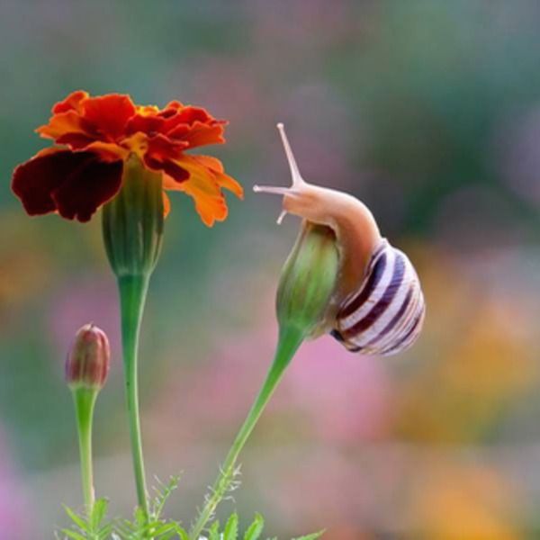 Fleur rouge escargot