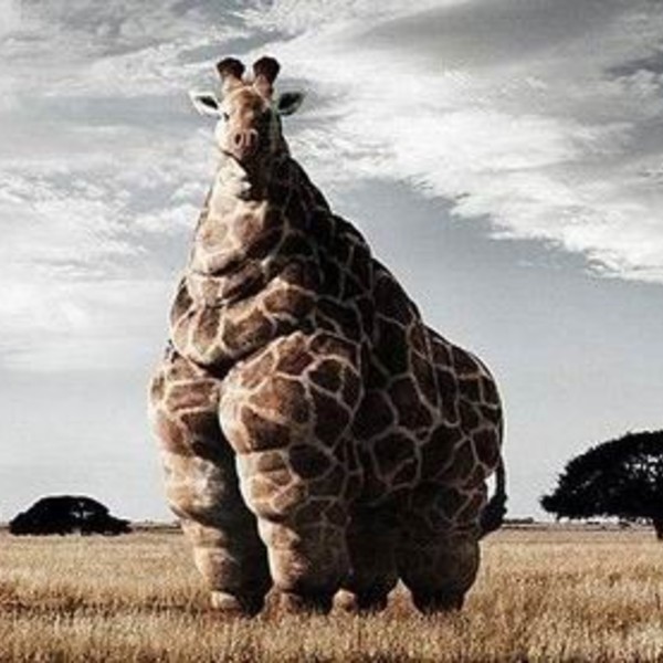 Girafe obese