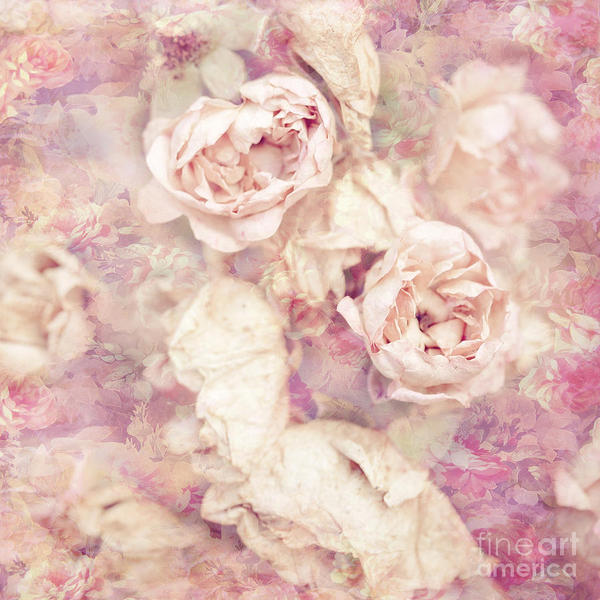 Faded roses viaina 