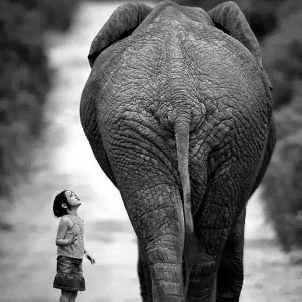Art de la photographie en noir et blanc apparence enfant et elephant