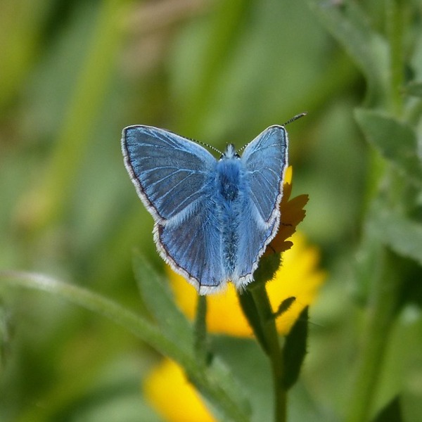 Joli papillon bleu