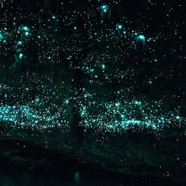 La magnifique grotte de waitomo en nouvelle zelande sillumine dune constellation de vers luisants5