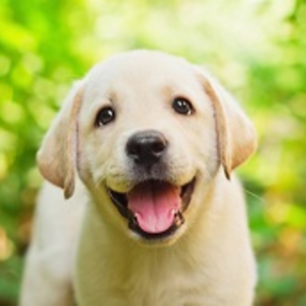 Labrador souriant