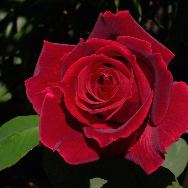 570876  velvet red rose p