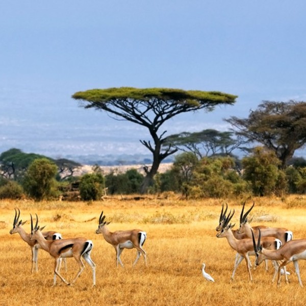Afrique du sud antilopes2 e1424100810860