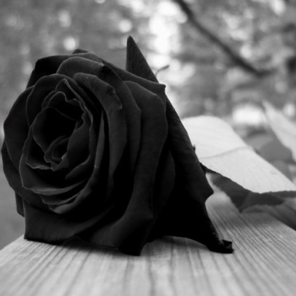 Rose noire wlw
