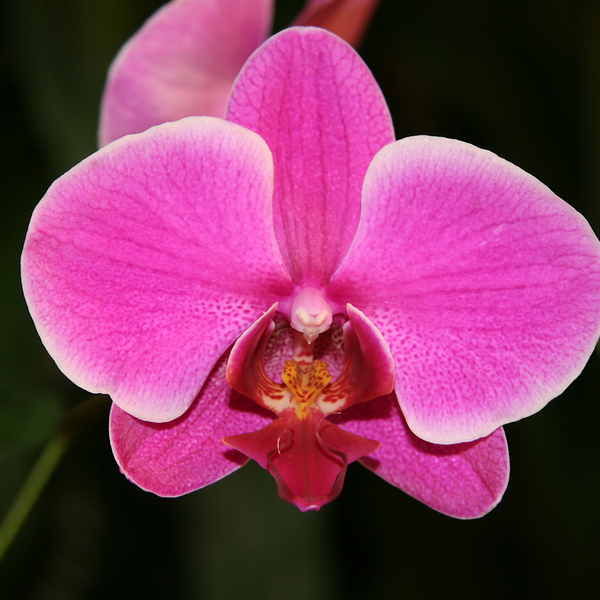 Orchid phalaenopsis hybrid