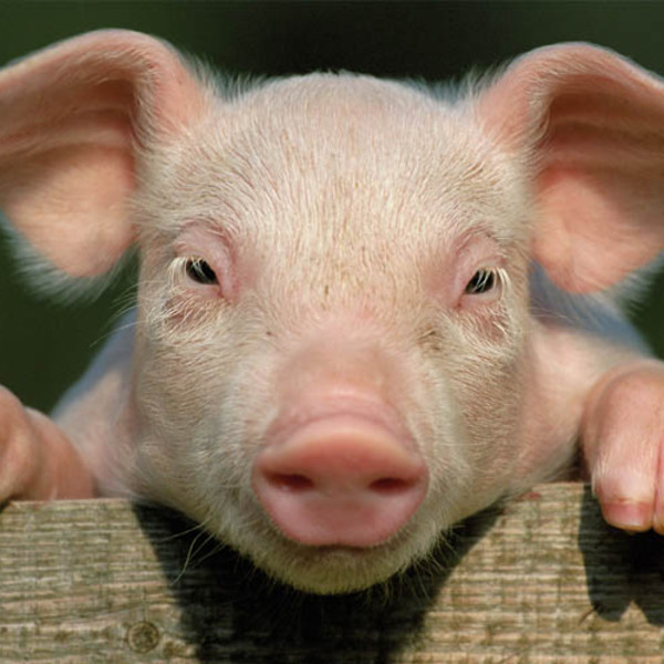 Un hybride mi humain mi porc cree laboratoire