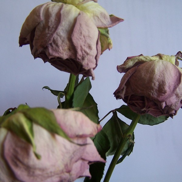 Roses mortes 006