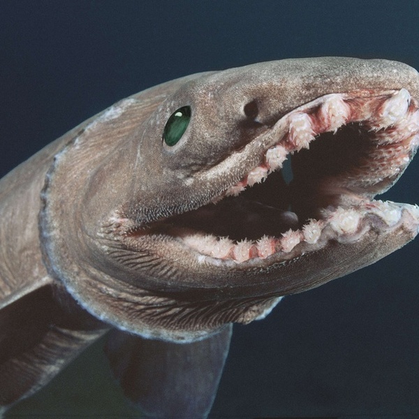 Requin lezard possede 300 dents