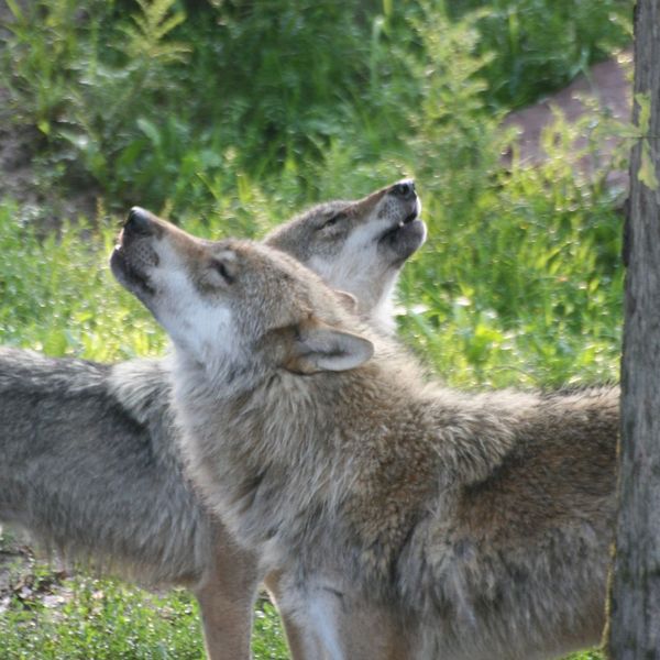Couple loups