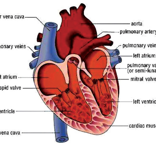 Heart labeled diagram