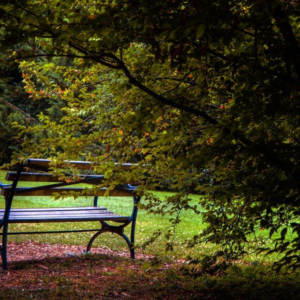 Banc dans le parc  buisson 150556