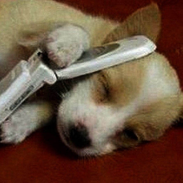 Humour chiot mobile phone