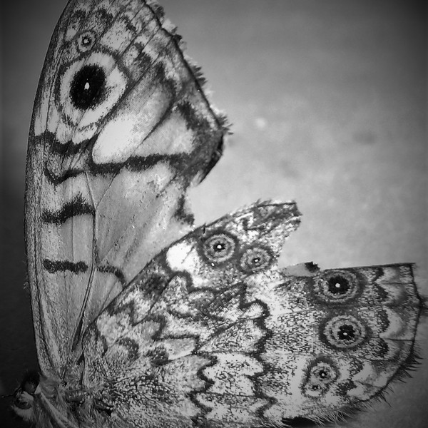Papillon (2)