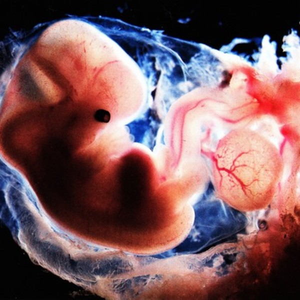 Embryon grossesse