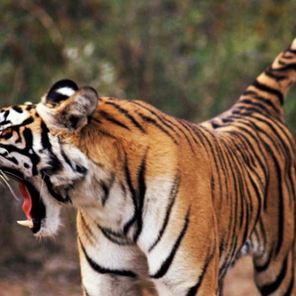 Croppedfocusedimagewzkymcw1mtcunswiesisnduzxq wwf tigre bengale bengaalse tijger gallery1