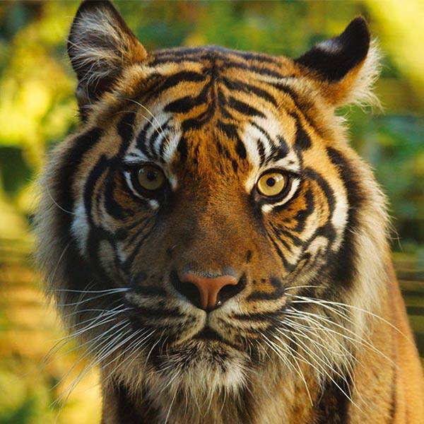 Tigre sumatra 1 600