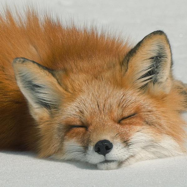 Sleeping fox by krankeloon d3d8695b