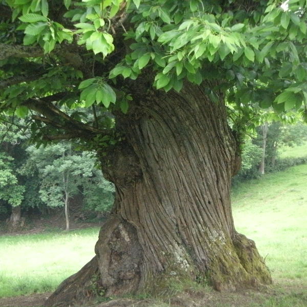 Saleich  arbre