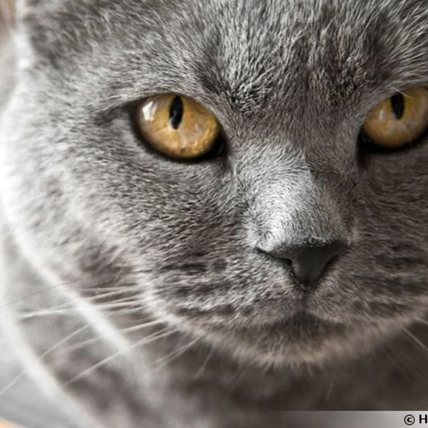 Chat chartreux 600x450