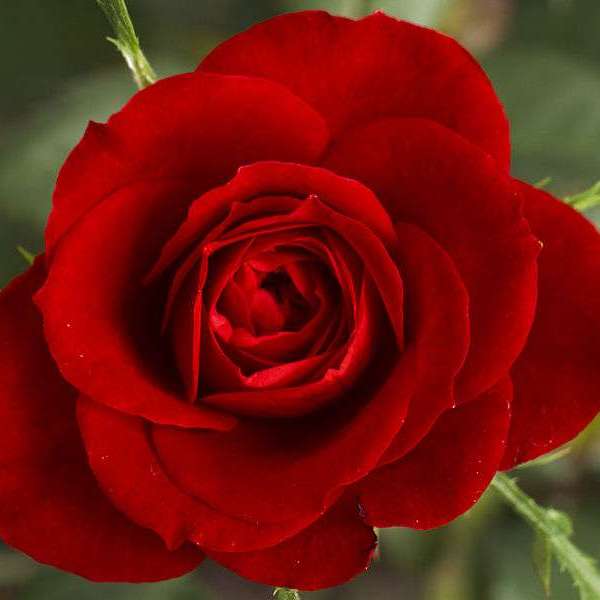 Abfbc92180 51056 rose rouge shyam sundar thakur mathura wiki dpjpg