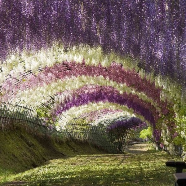 Wisteria flower tunnel kawachi fuji garden japan 1 800x532