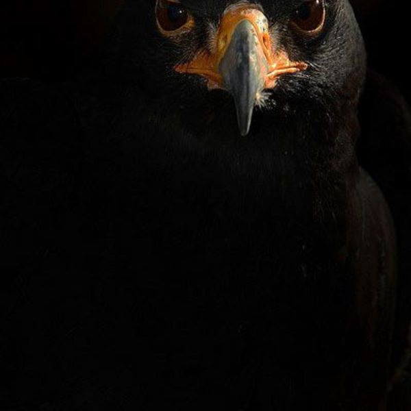 Aigle noir
