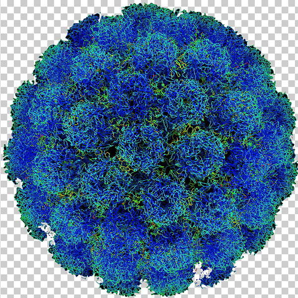 Poliomyelitis poliovirus disease human papillomavirus infection cartoon of ferocious virus cells