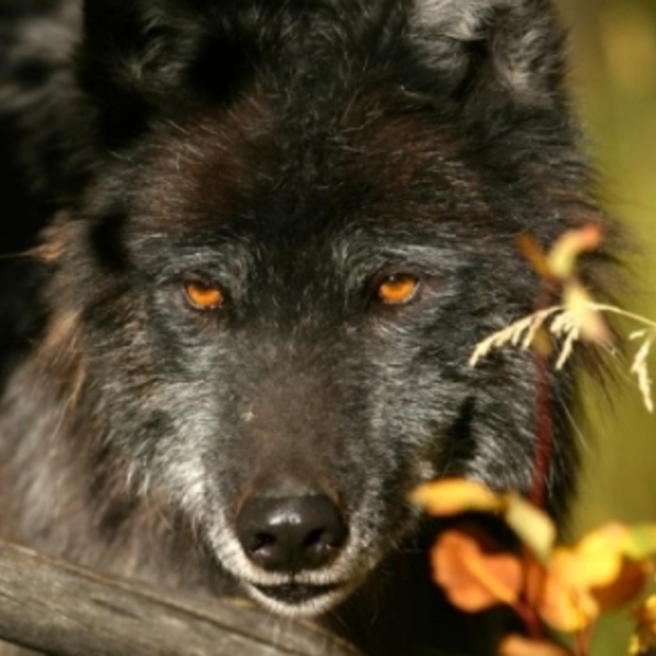 Loup noir timberwolf
