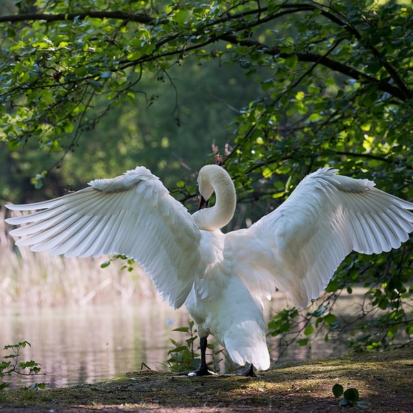 Cygne (2)