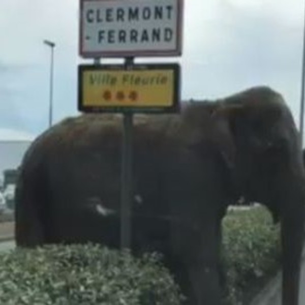 Elephant clermont 5876907