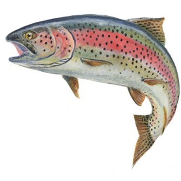 Rainbow trout2