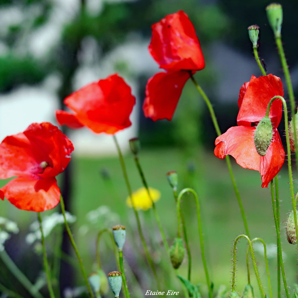 Coquelicots 1