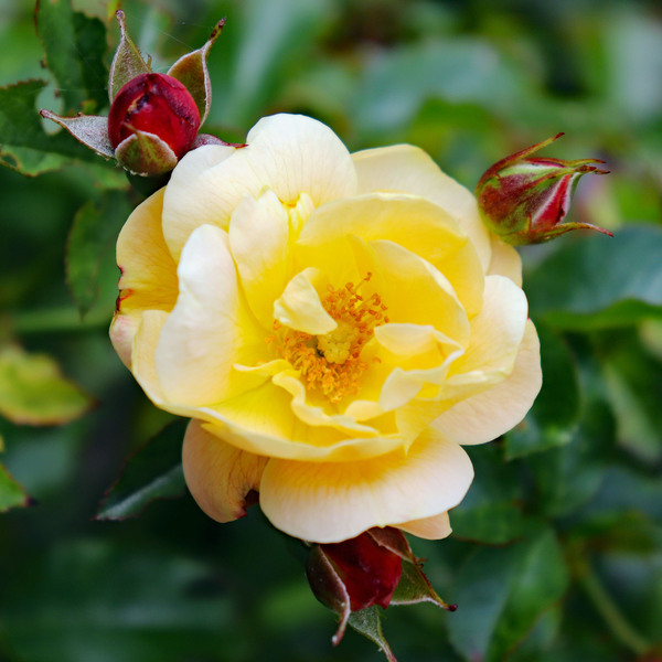 Rose jaune 1