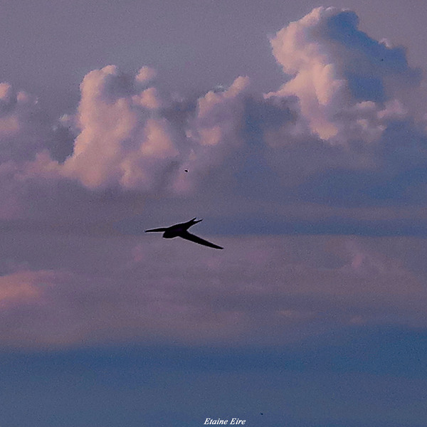 Nuage   oiseau