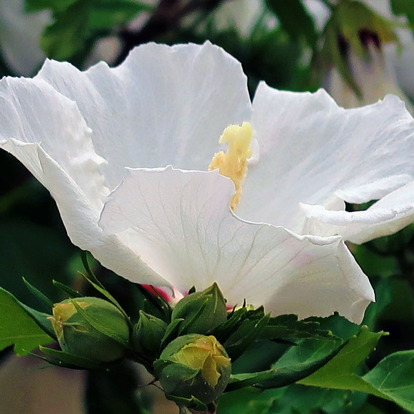 Fleur blanche 2