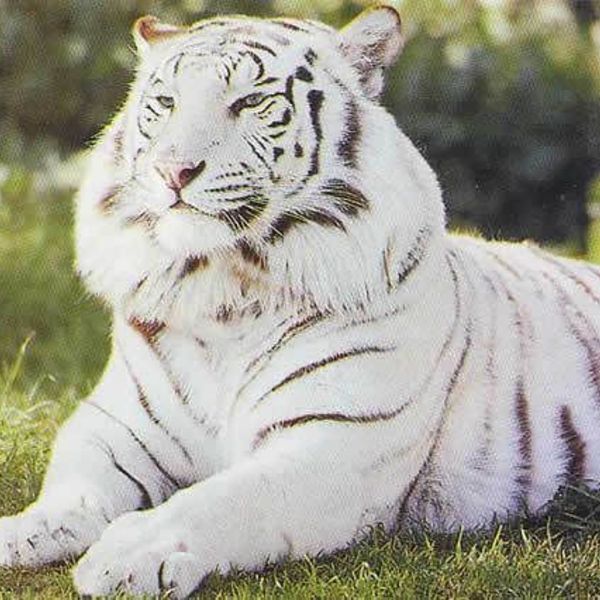 Ob 108a0e white tiger