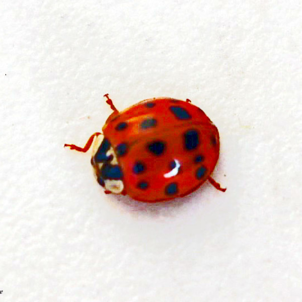 Coccinelle 1