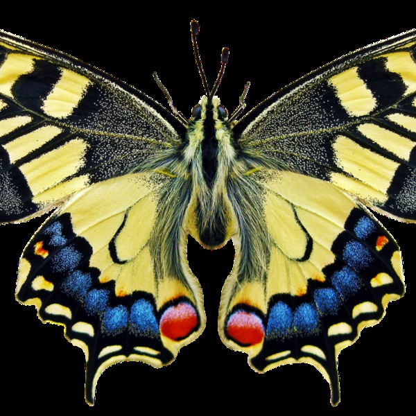 Butterfly 3044121 1920
