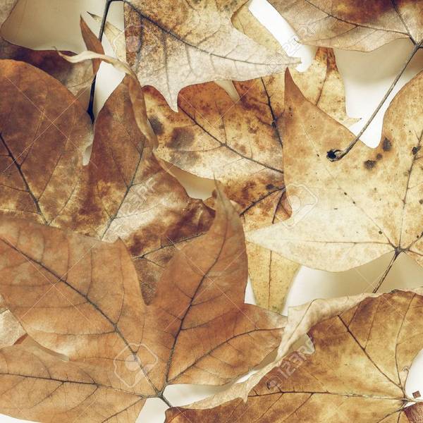 64121816 vintage fan%c3%a9 feuilles d avion platanus arbre en automne